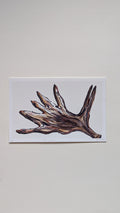 Deer Antler — Limited Edition Art Print