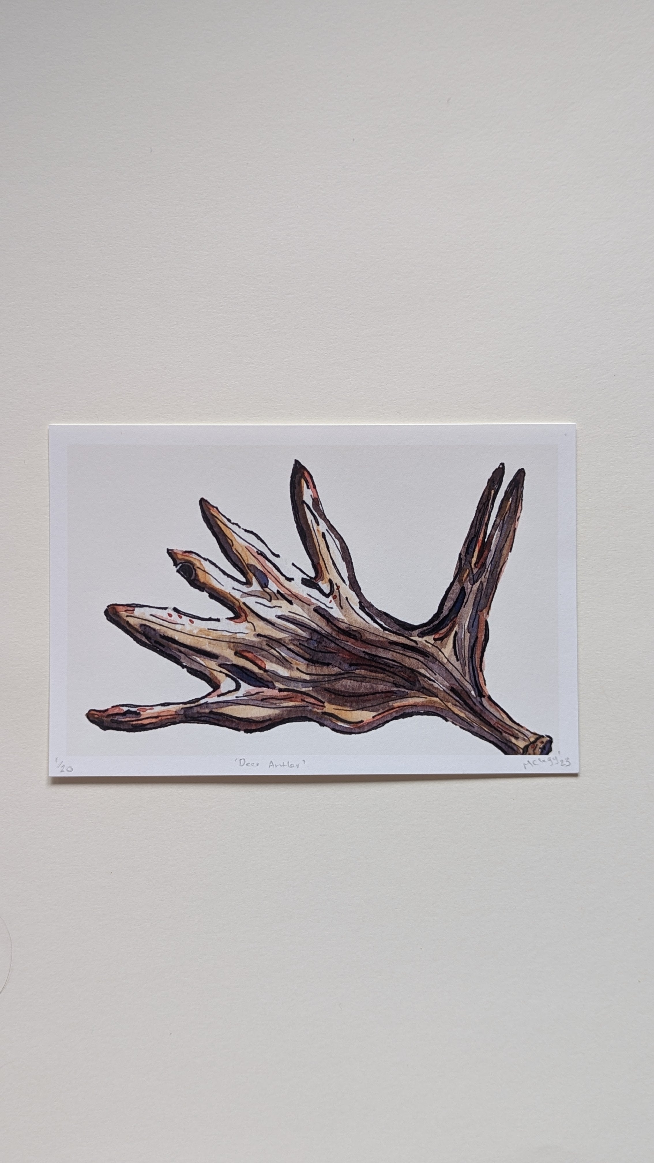Deer Antler — Limited Edition Art Print