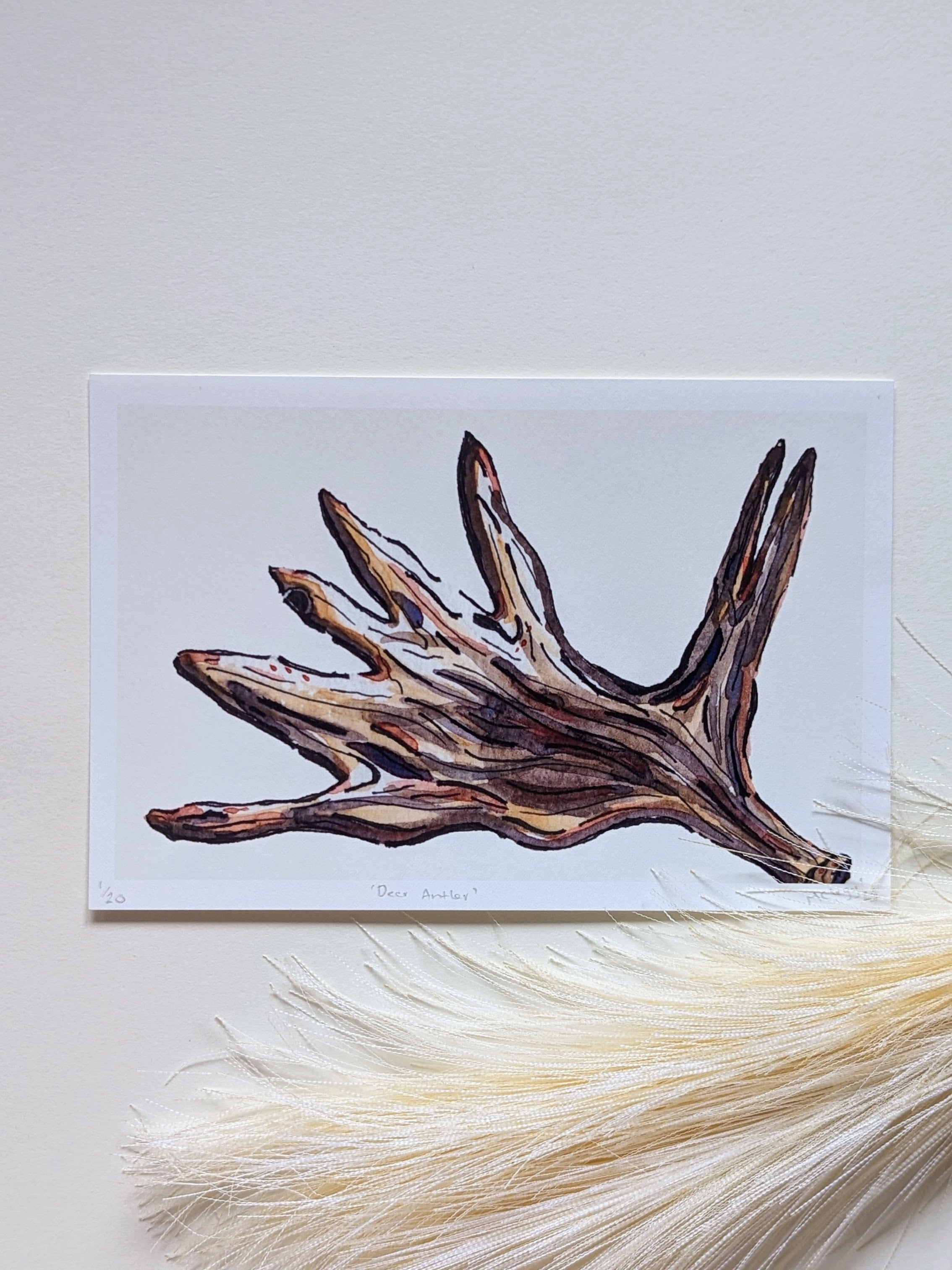 Deer Antler — Limited Edition Art Print