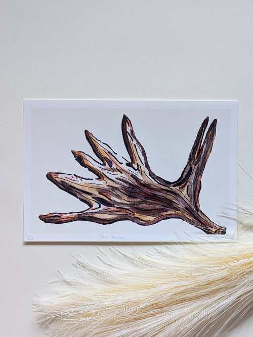 Deer Antler — Limited Edition Art Print