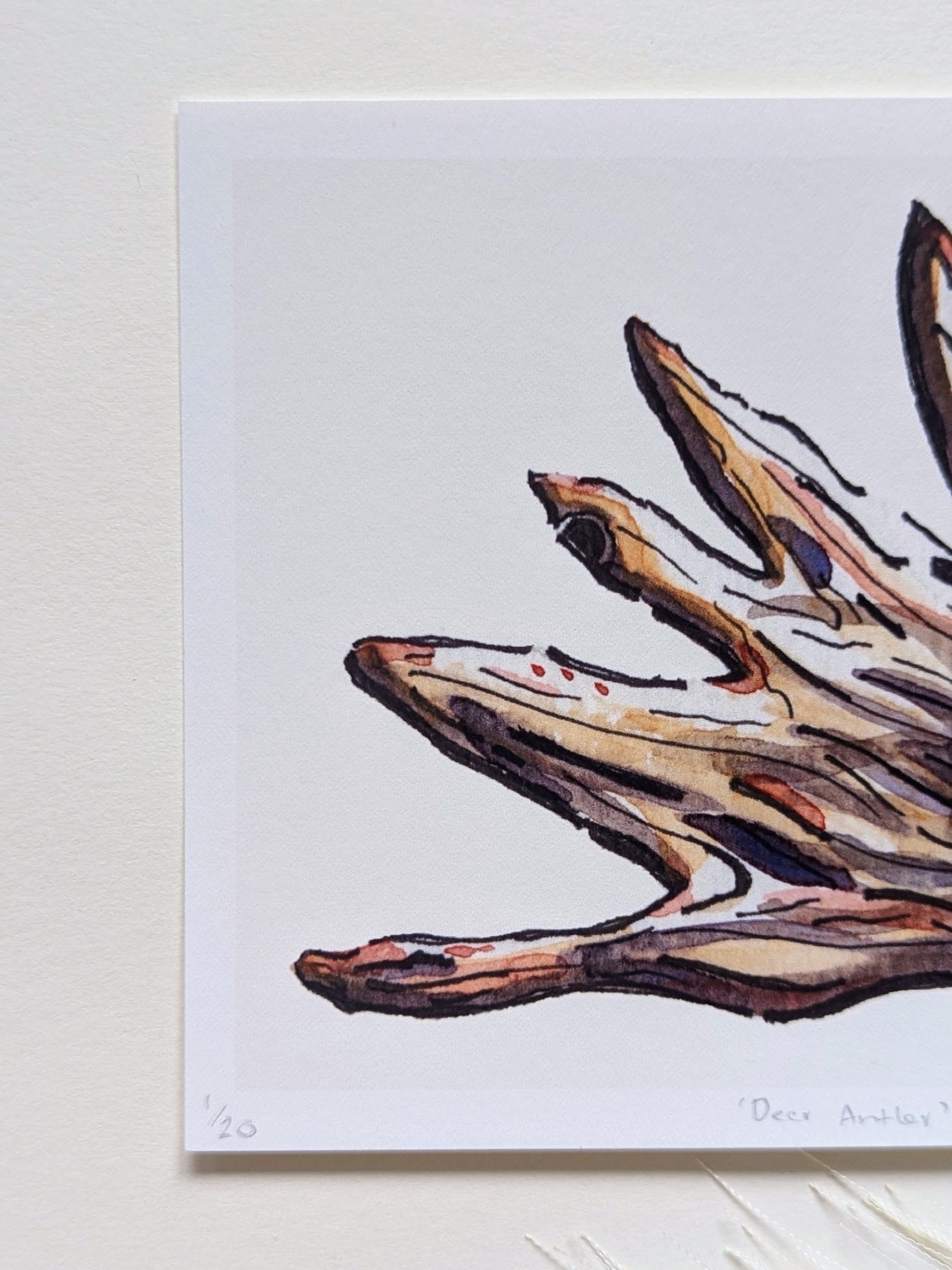 Deer Antler — Limited Edition Art Print